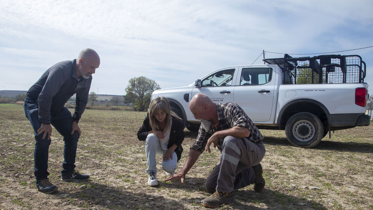 Esperan abatir 350.000 conejos entre septiembre y diciembre. - LAIA PEDRÓS