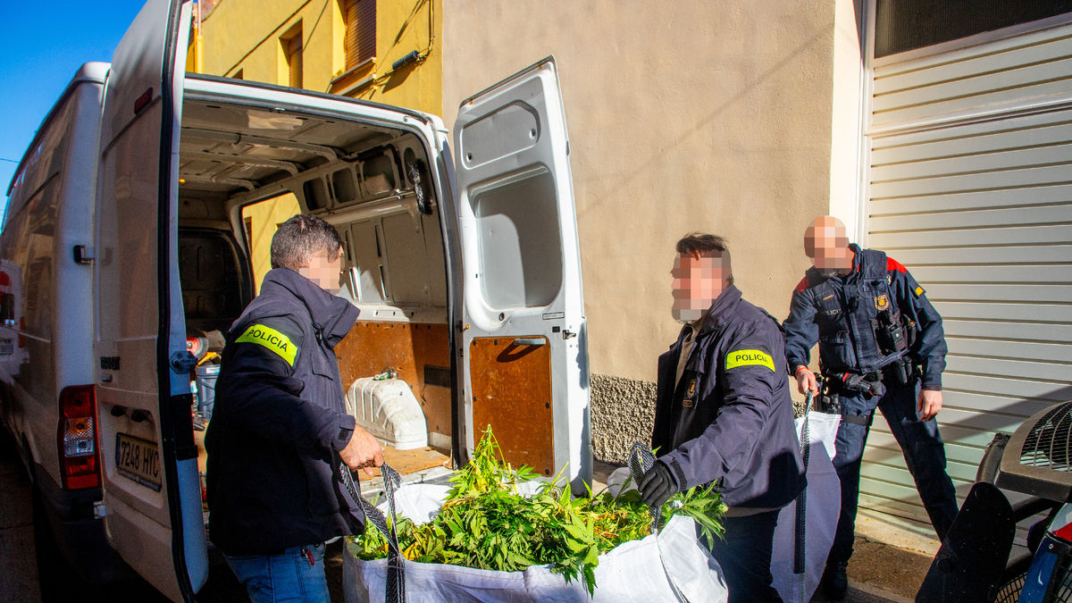 Imagen de la marihuana hallada el 6 de enero en Els Alamús. - GERARD HOYAS