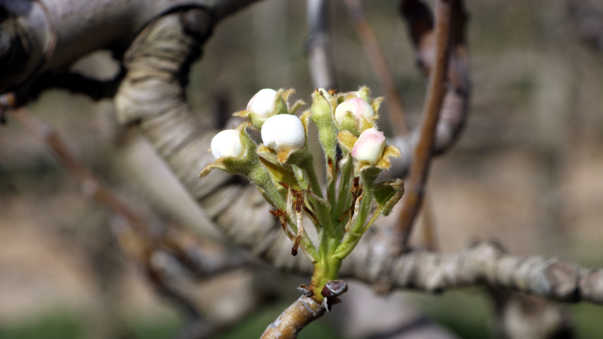 Botón floral de pera de la variedad conference en una finca de Térmens.
