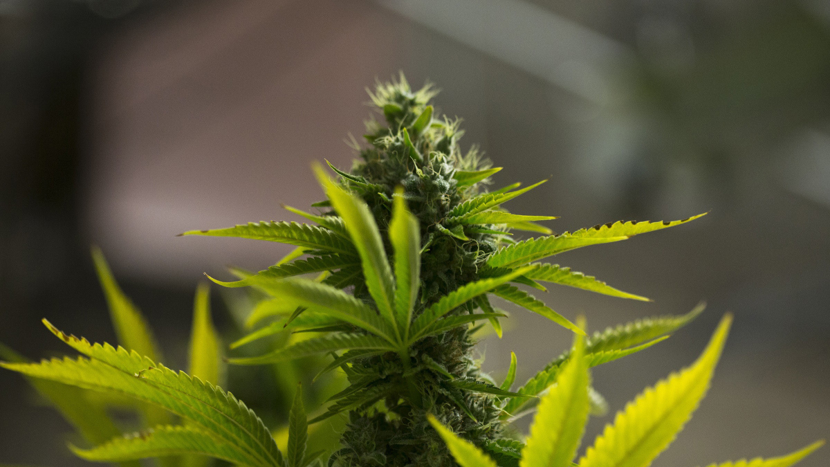 Una planta de marihuana.