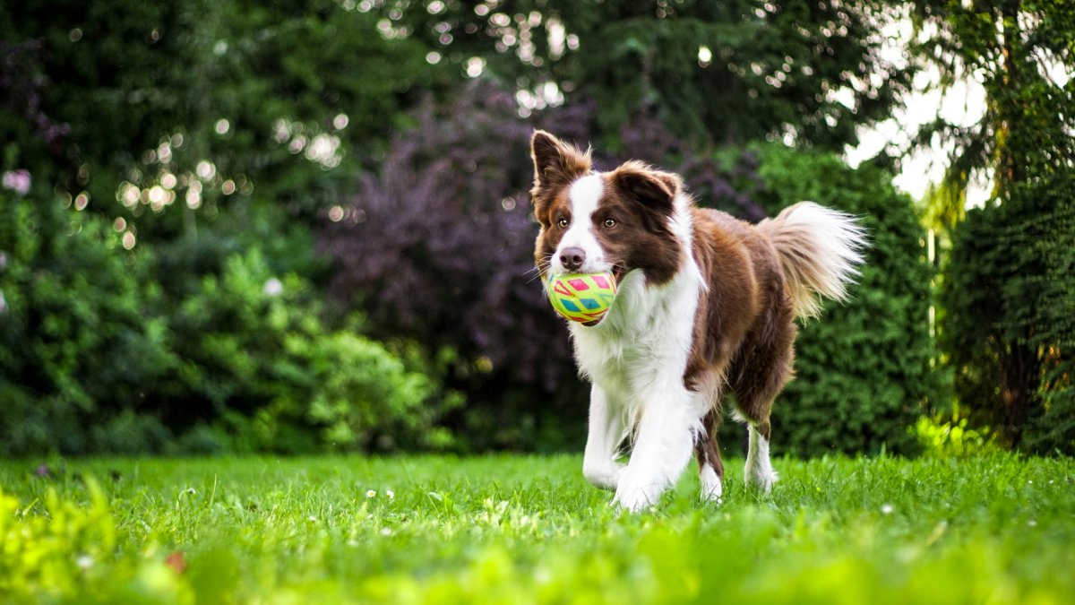 Imagen de archivo de un perro jugando.