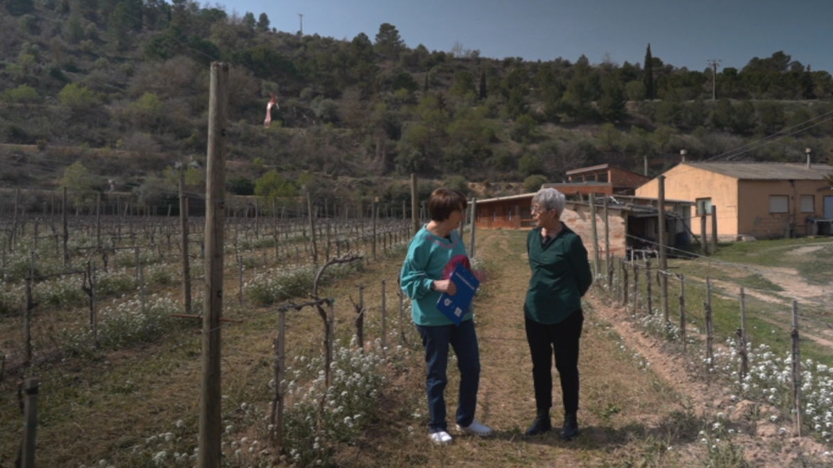 'DiS', en L'Olivera de Vallbona - LLEIDA TV