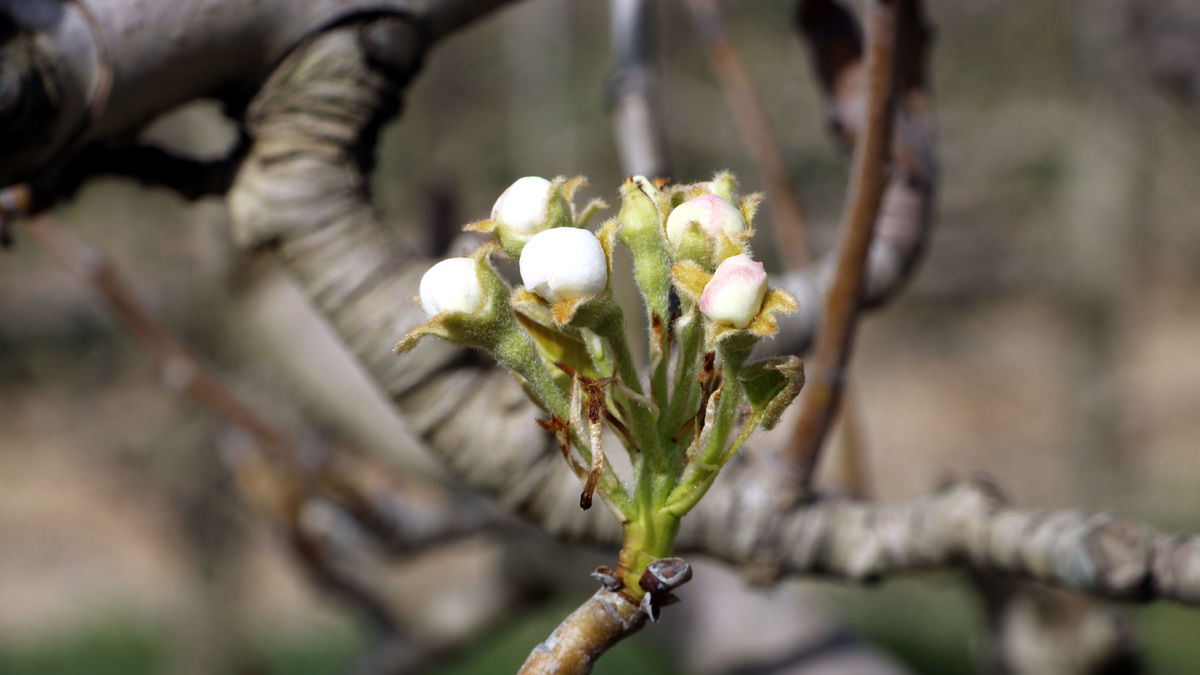 Botones florales de pera de variedad conference en una finca de Térmens. - ACN/ORIOL BOSCH