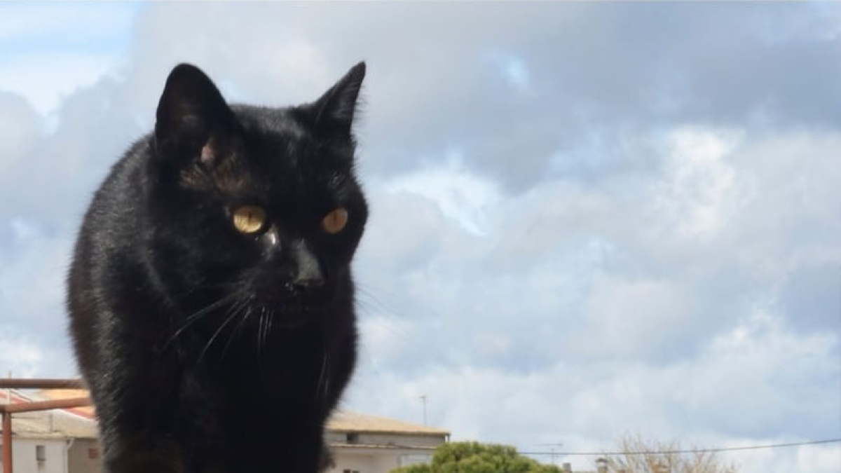 El gat Cattus, passejant pel Parc Arqueològic de Iesso. - @CATTUSDEIESSO