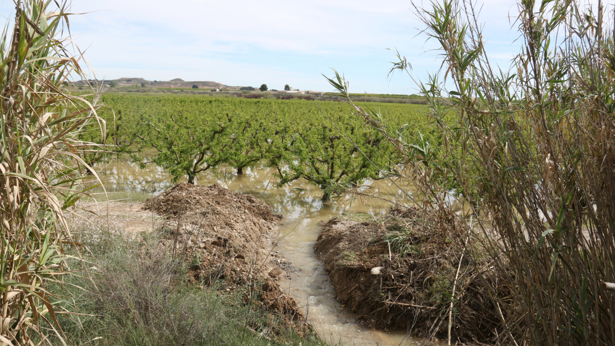 Els pagesos han fet canalitzacions per desguassar l'aigua dels camps