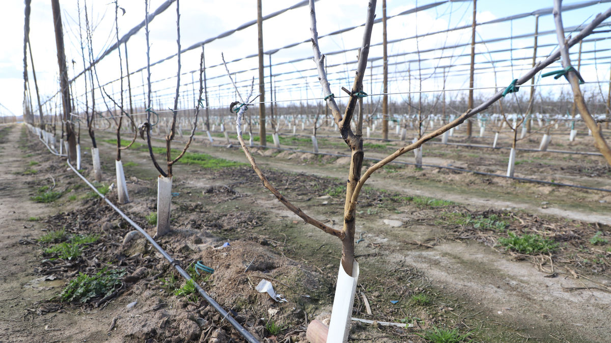 Danys ocasionats per conills en una plantació d’arbres fruiters a Torres de Segre. - MAGDALENA ALTISENT