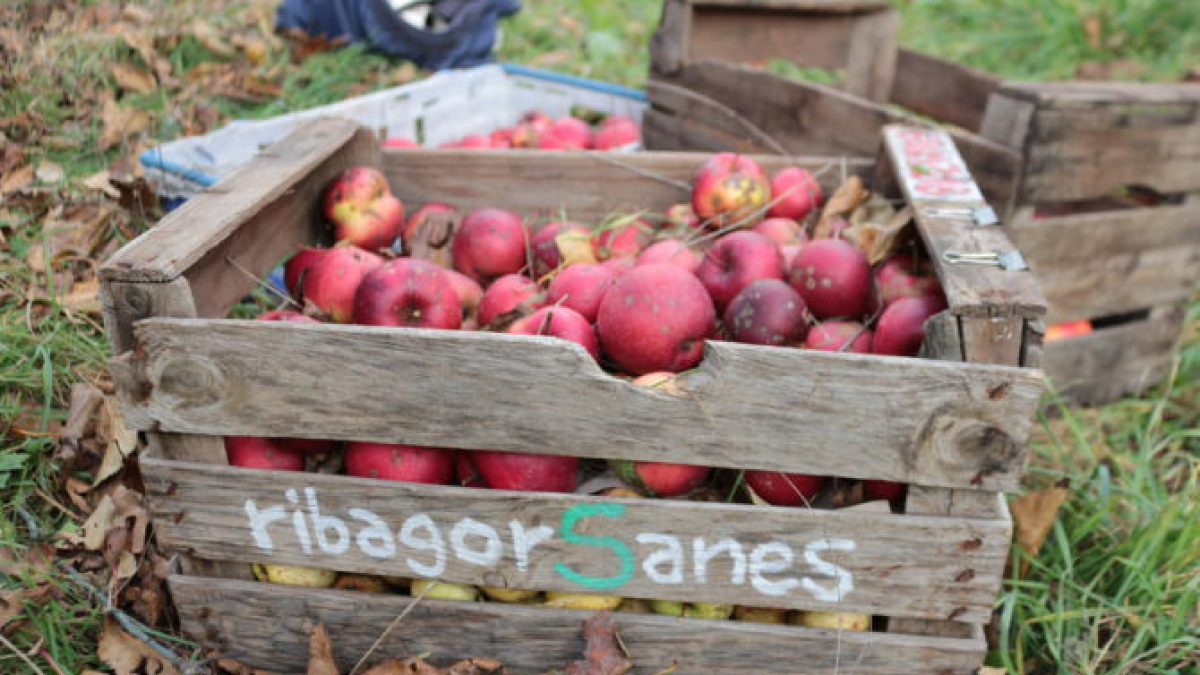 A l’Alta Ribagorça creixen cent varietats de fruita autòctona. - SEGRE