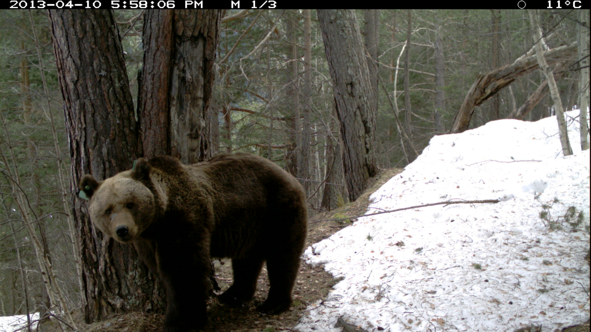 Imagen de archivo del oso Goiat