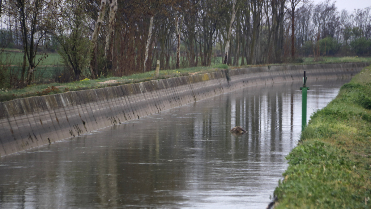 El canal d'Urgell al seu pas per Anglesola.