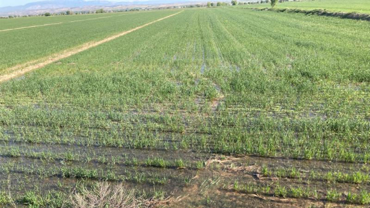 Una de les finques d’Anglesola regant per inundació ahir. - L. PEDRÓS