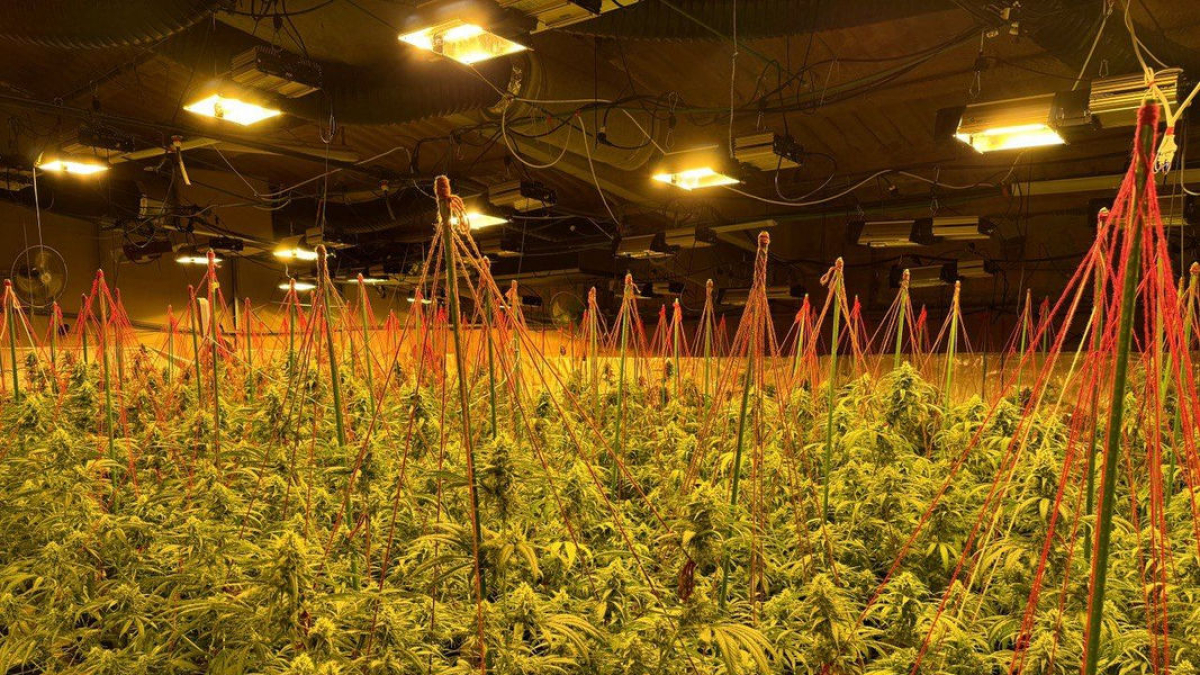 Foto de la plantación hallada el miércoles en Torrebesses. - MOSSOS D’ESQUADRA