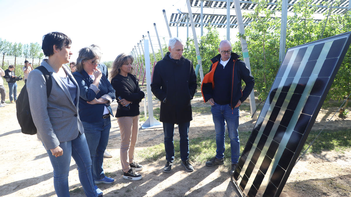 Presentació ahir de la finca agrovoltaica experimental de Mollerussa. - MAGDALENA ALTISENT