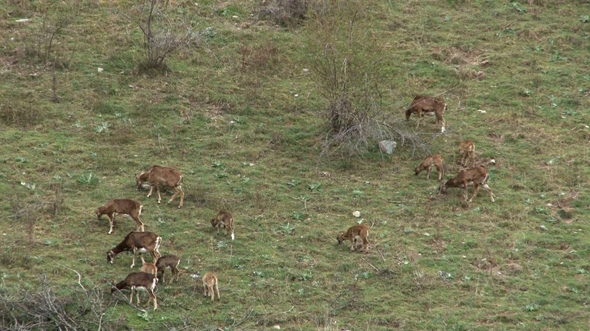 ¿Un rebaño de muflones cerca de Norís, en Alisn, en el Pallars Sobirà.?