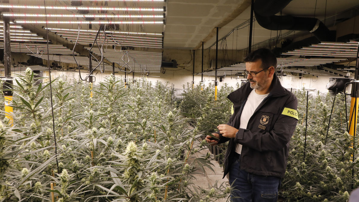 El sargento David Mora muestra una de las cuatro cámaras frigoríficas habilitadas para el cultivo. - AMADO FORROLLA