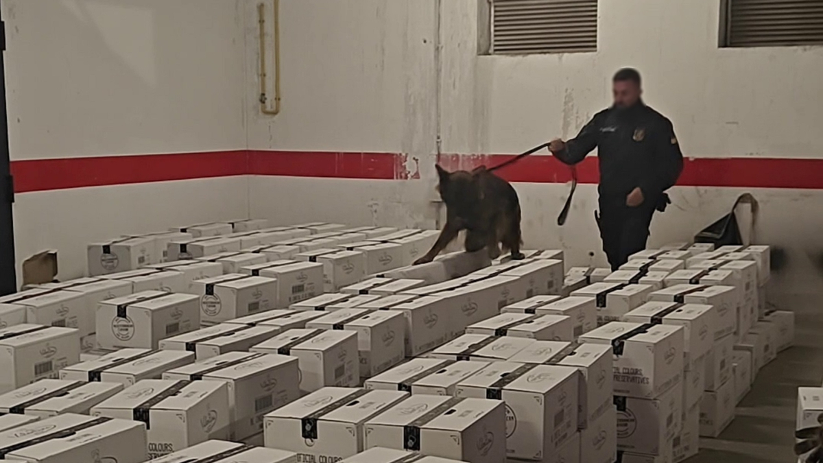Un gos de Unitat Canina dels Mossos en la inspecció de les caixes que transportava la furgoneta.