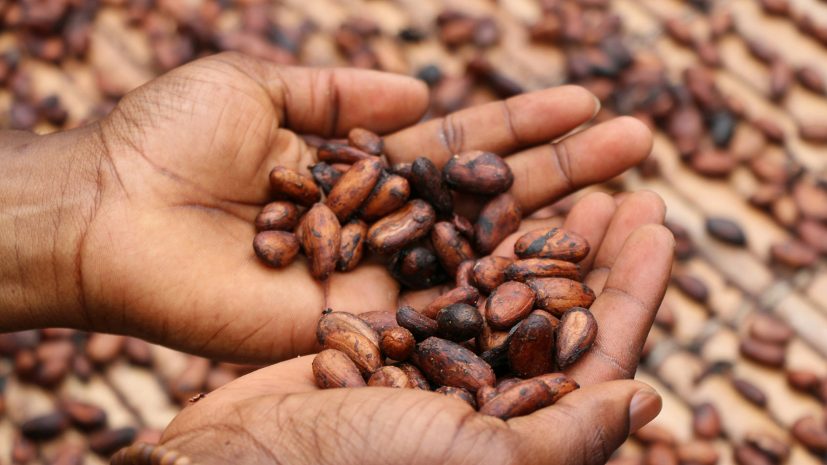 Granos de cacao.