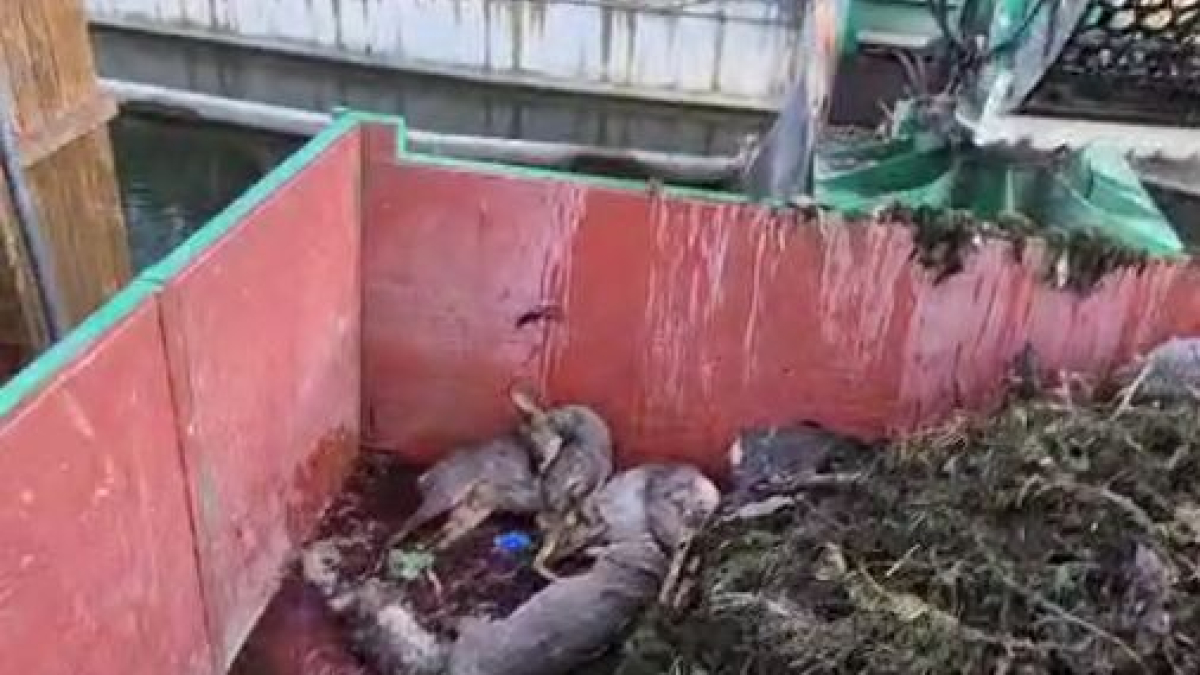 Apareixen almenys una dotzena de cabirols morts en unes comportes del canal d'Urgell a Les Borges