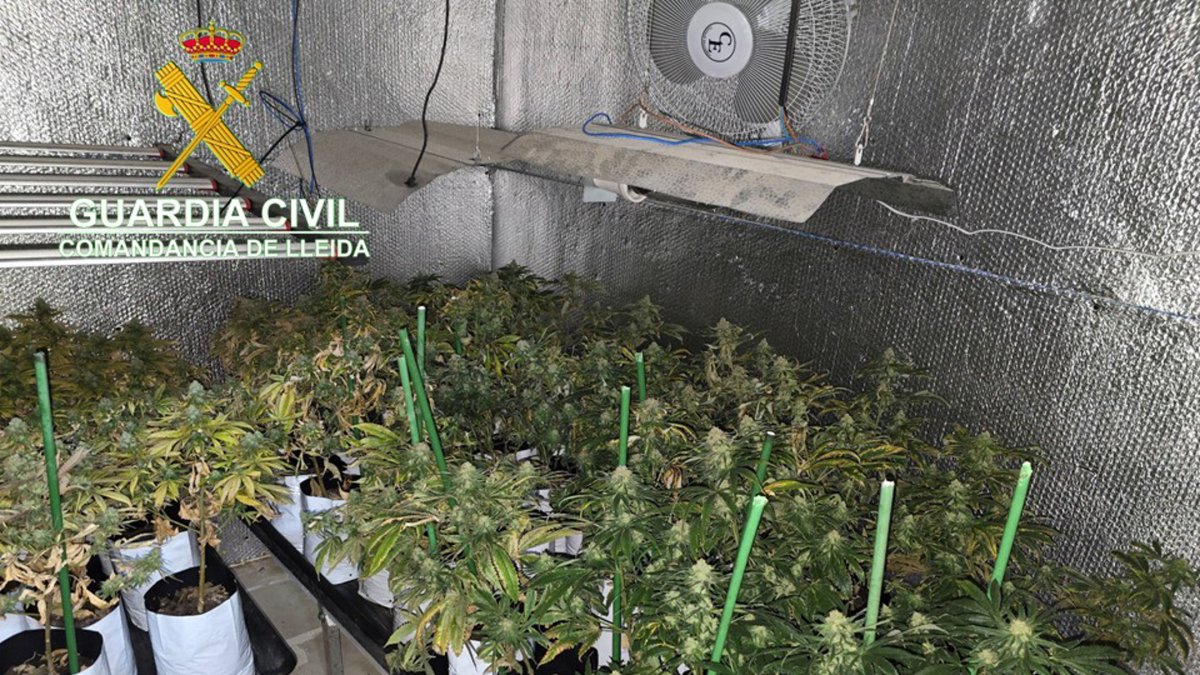 Plantes de marihuana trobades a l'interior d'una casa d'Alcarràs.