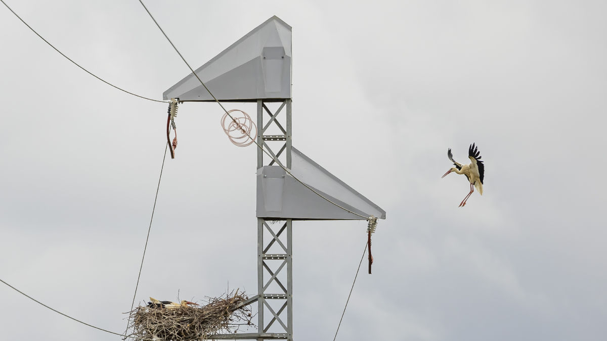 Un cigüeña se acerca a su nido en una torre eléctrica con medidas antiposamiento en Gimenells. - JORDI ECHEVERRÍA