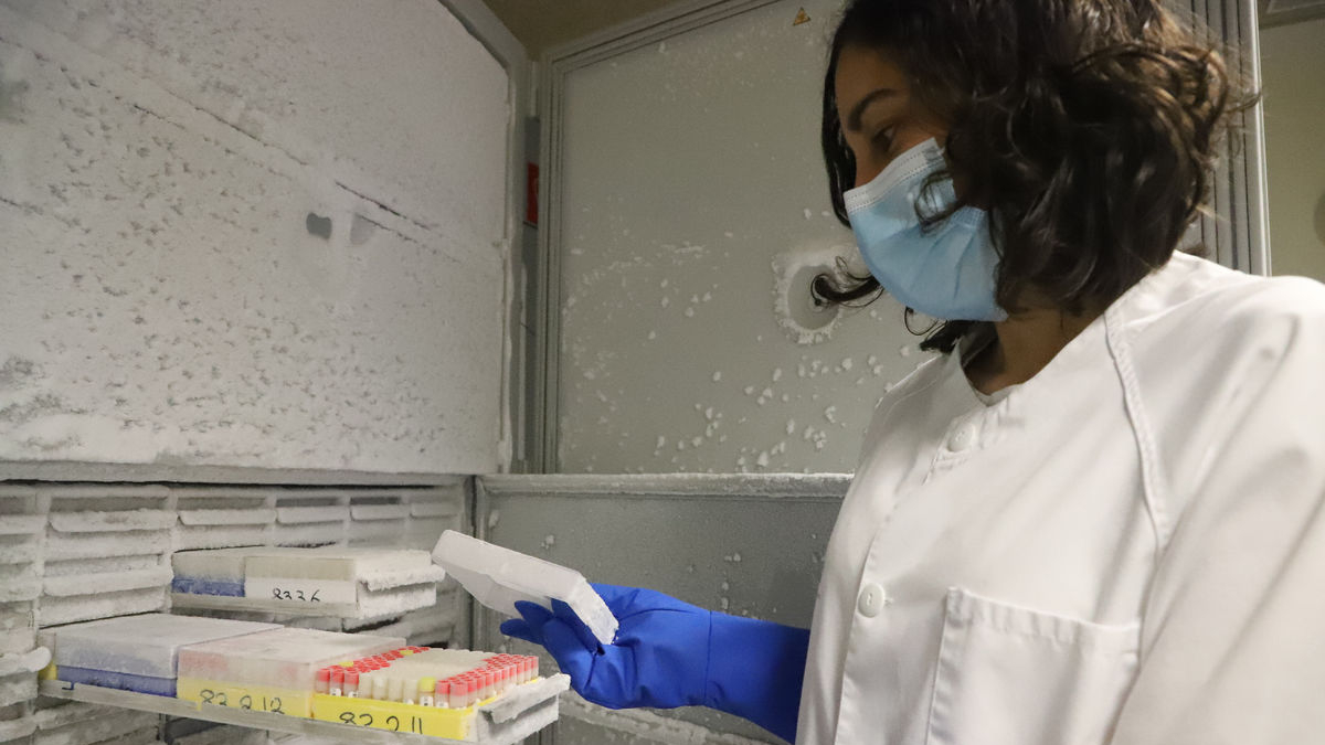 Les mostres estan conservades en congeladors especials a una temperatura de -80 graus. - MAGDALENA ALTISENT