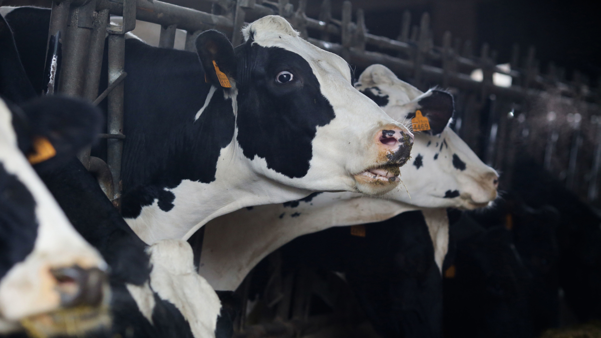 Vaques en una explotació ramadera.