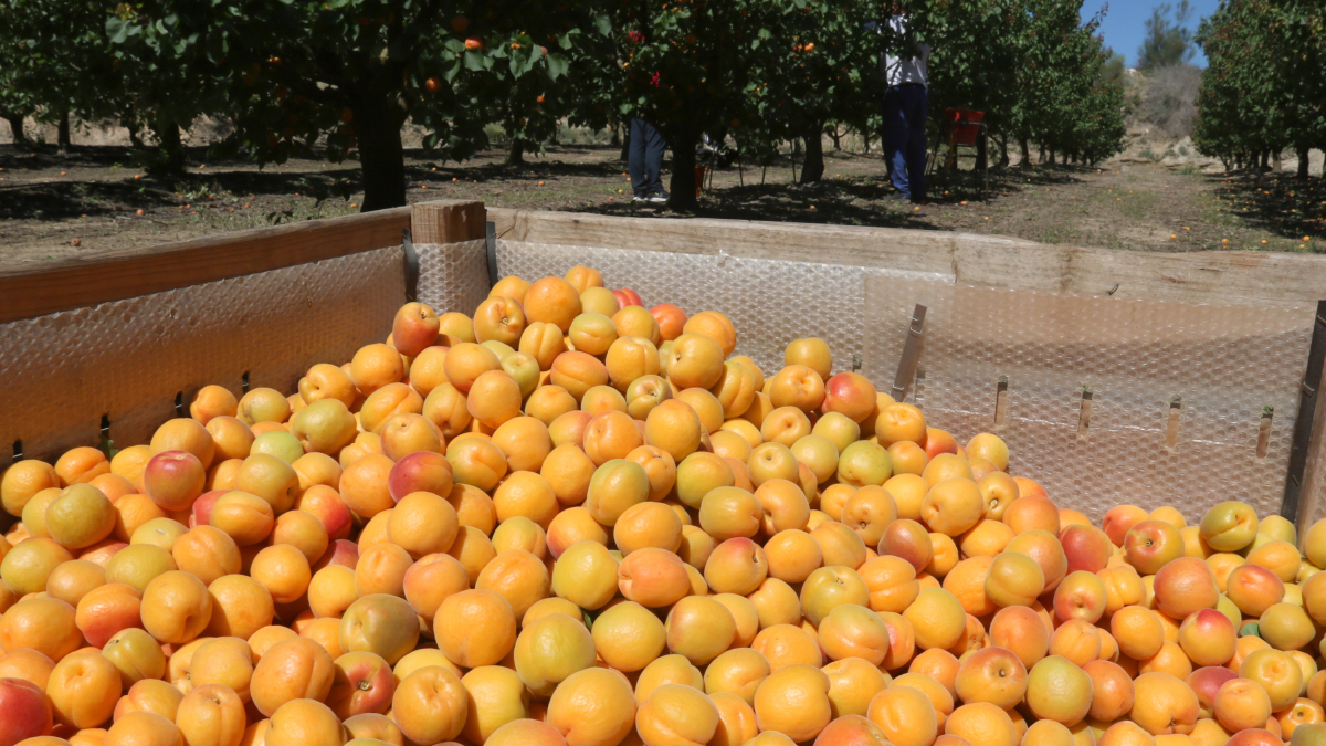 Albercocs collits en una finca del Baix Segre.