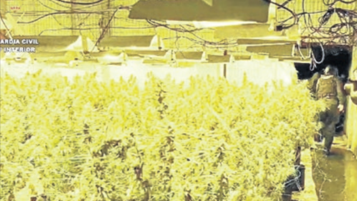 Una plantació de marihuana al Baix Cinca