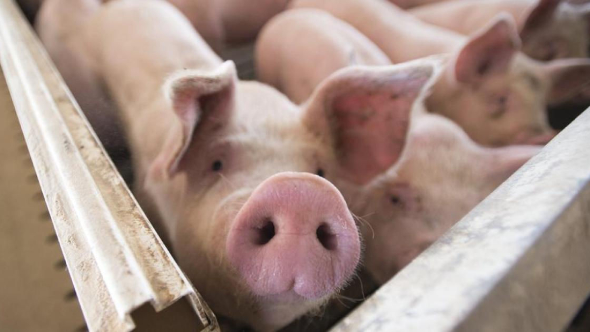 La cabanya ramadera ha crescut un 24% a la Franja de Ponent en només cinc anys. - EFE