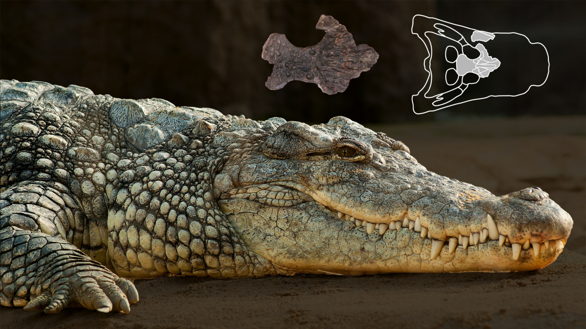 A la part superior es mostra el fragment del crani fòssil de l’exemplar de Suterranya-Mina de lignit. Al costat, a la dreta, la ubicació del fòssil al crani (vista dorsal). En primer pla, cocodril marí (Crocodylus porosus) actual a la sorra .
