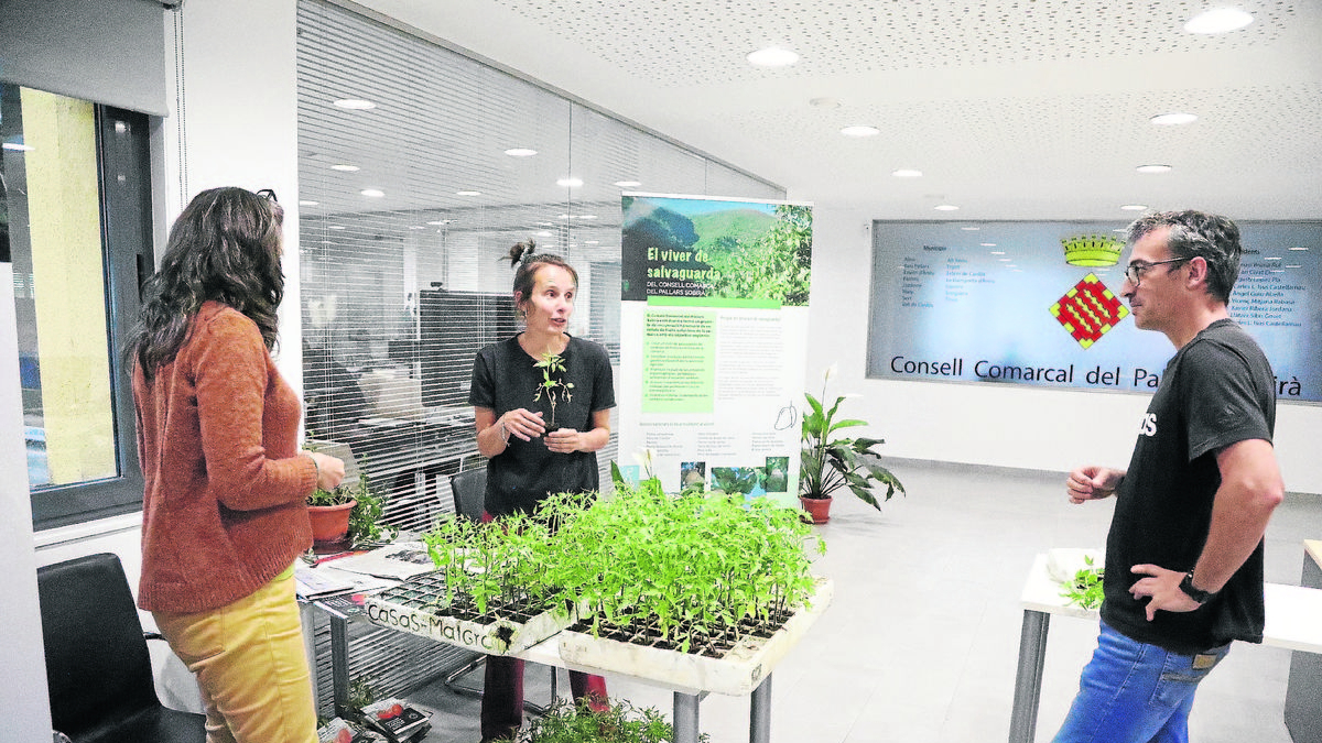 El consell del Sobirà acogió ayer la entrega de las plantas de tomateras a los ciudadanos. - EDGAR ALDANA