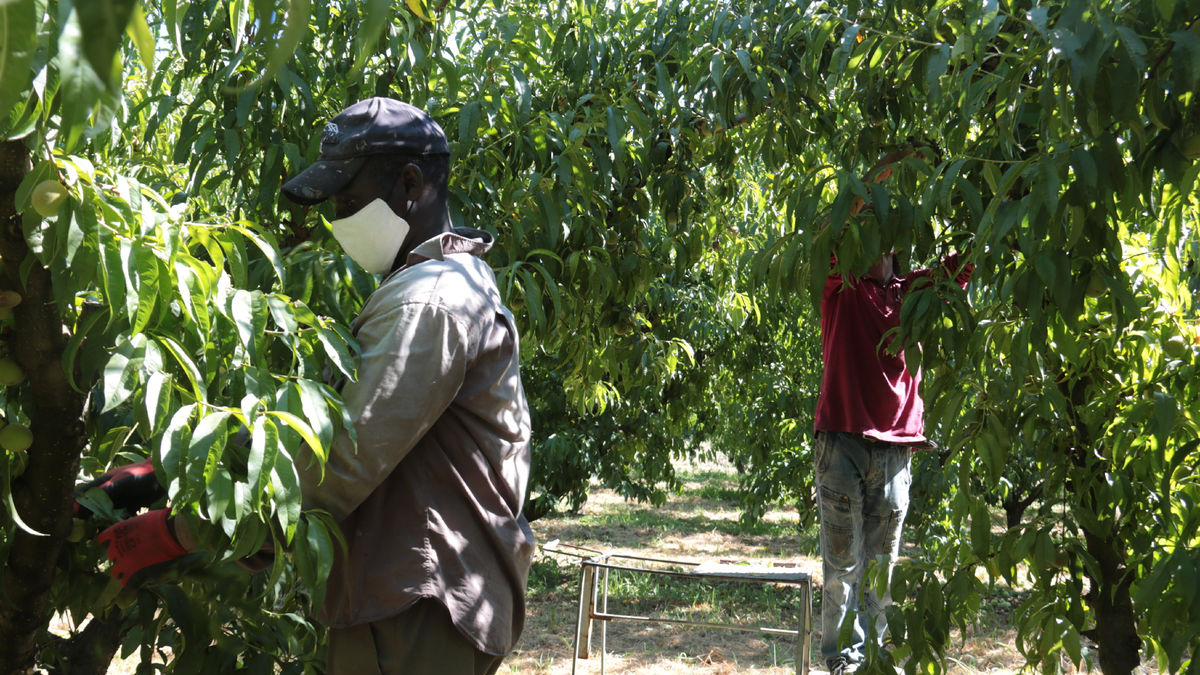 Trabajadores de la fruta en el Baix Segre la temporada pasada. - ACN