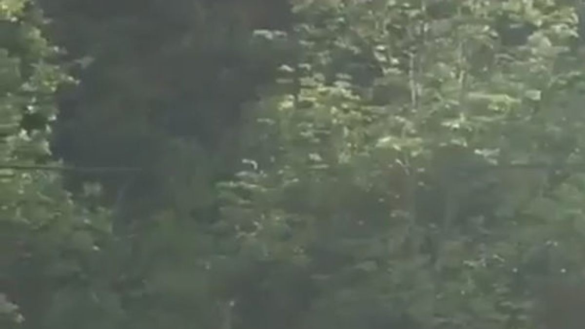 Un fotograma del vídeo de un oso en Alins. - NIL CARREÑO Y ARNAU COTET