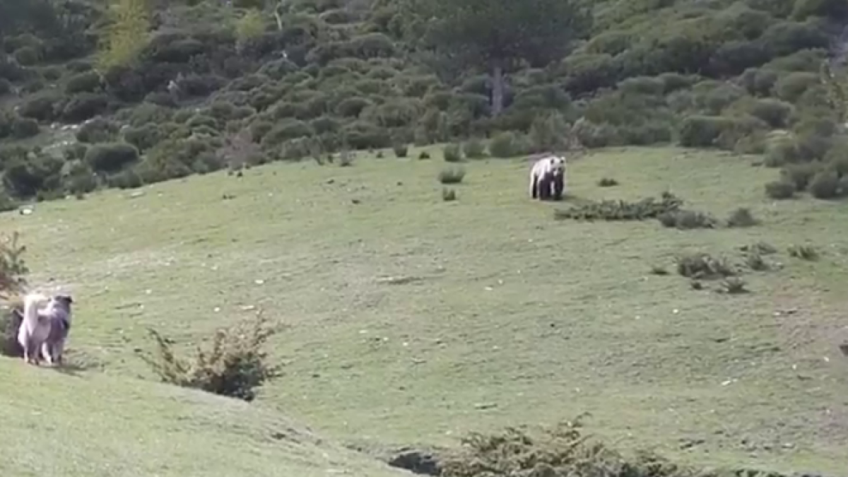 Un nou encontre amb un os al Pirineu de Lleida