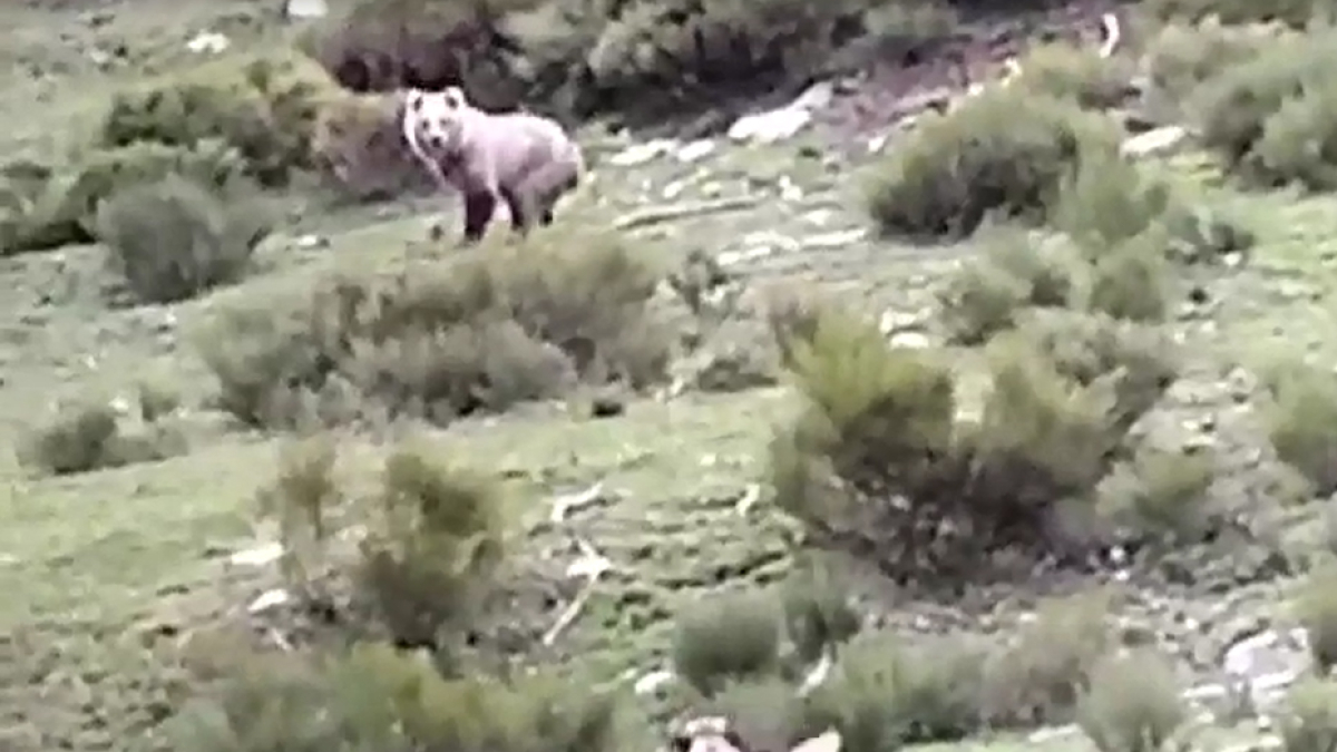 Un oso ante un perro esta semana en Alins.
