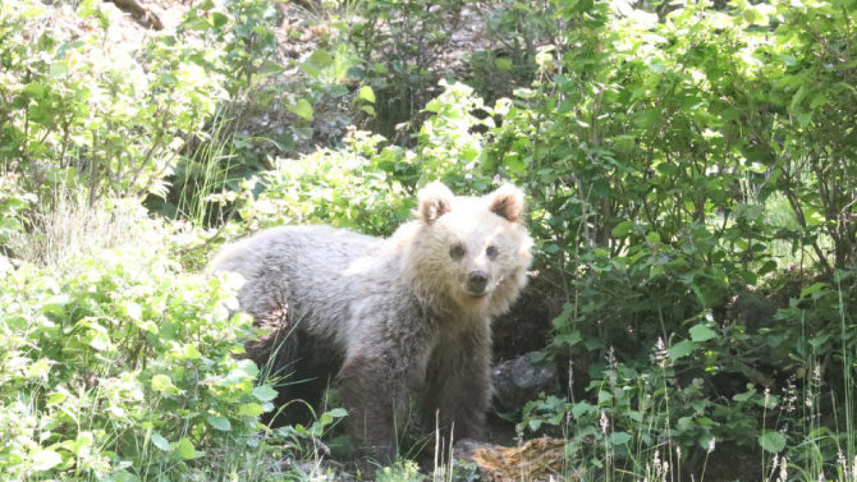 Un ejemplar de oso fue visto el martes en la Vall Ferrera.