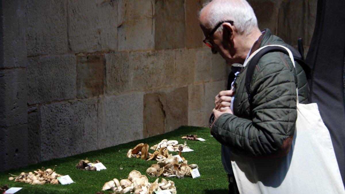 Imatge d'arxiu d'una mostra de bolets a l'IEI