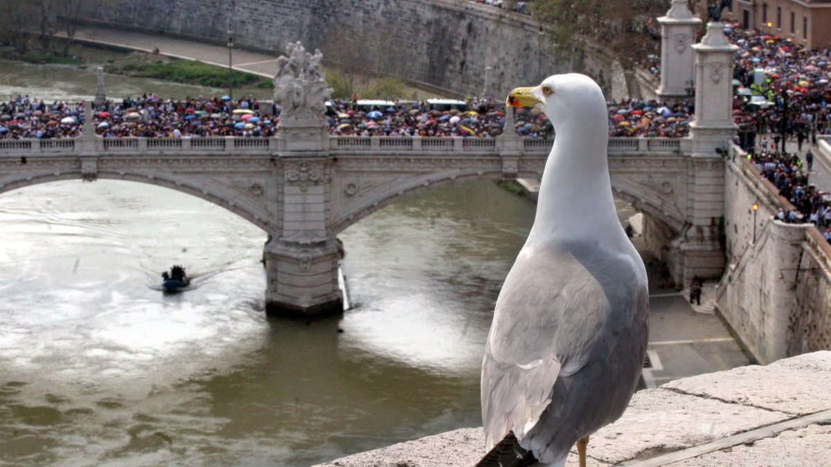 Imatge d’arxiu d’una gavina observant els milers de persones que esperen en el pont Vittorio Emmanuele II de Roma en direcció a la plaça de Sant Pere del Vaticà, per visitar la capella ardent del Papa Joan Pau II.