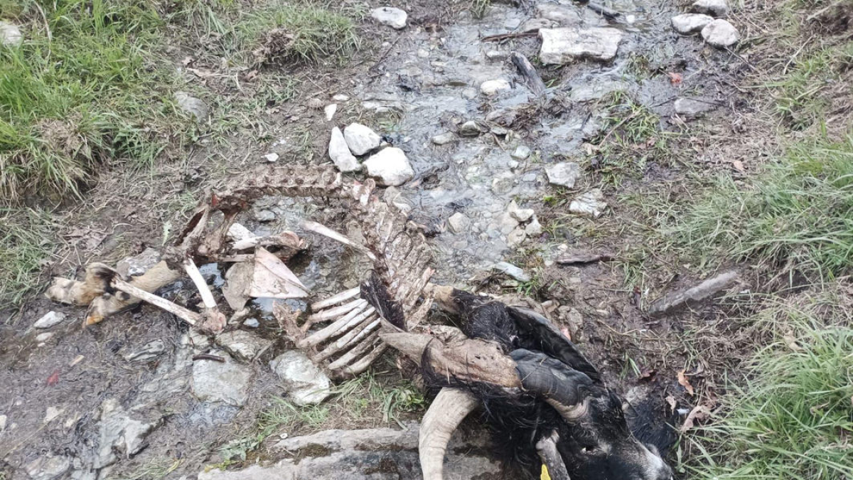 Una cabra devorada per l’os a prop de Gessa, a Aran. - E. M.