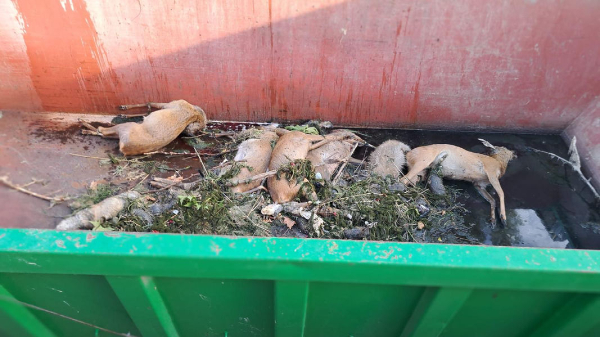 Els cabirols morts van ser retirats del canal.