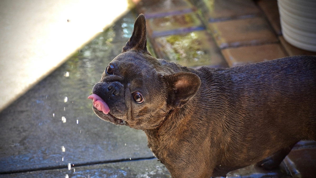 Imatge d’arxiu d’un gos bevent aigua.