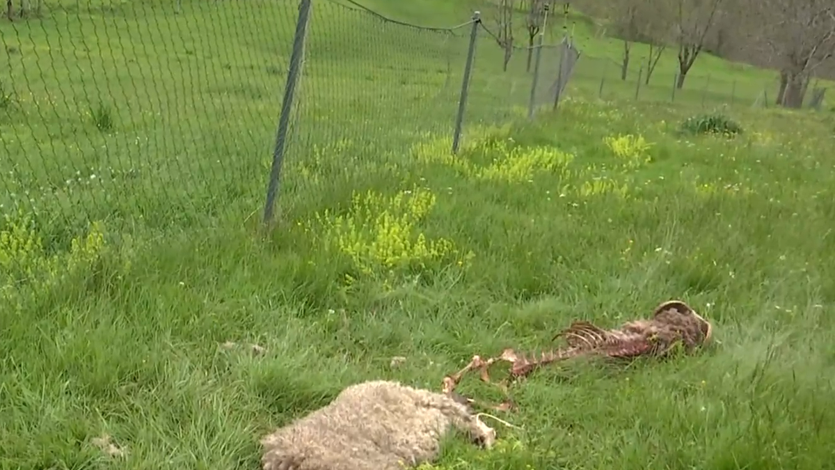 El oso saltó un cercado electrificado de 1,5 metros. - TV3