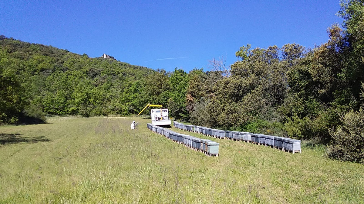 Alguns dels ruscos que han estat a la Noguera i que ja s’han transportat al Pirineu. - A A LL