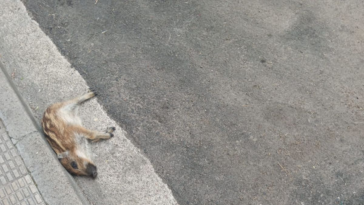 Van trobar morta la cria al carrer Ciutat de Lleida.