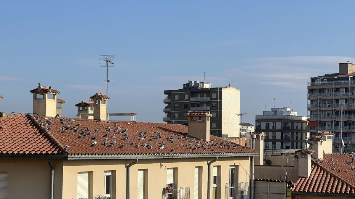 Palomas en uno de los tejados de un edificio del centro histórico. - A V C H