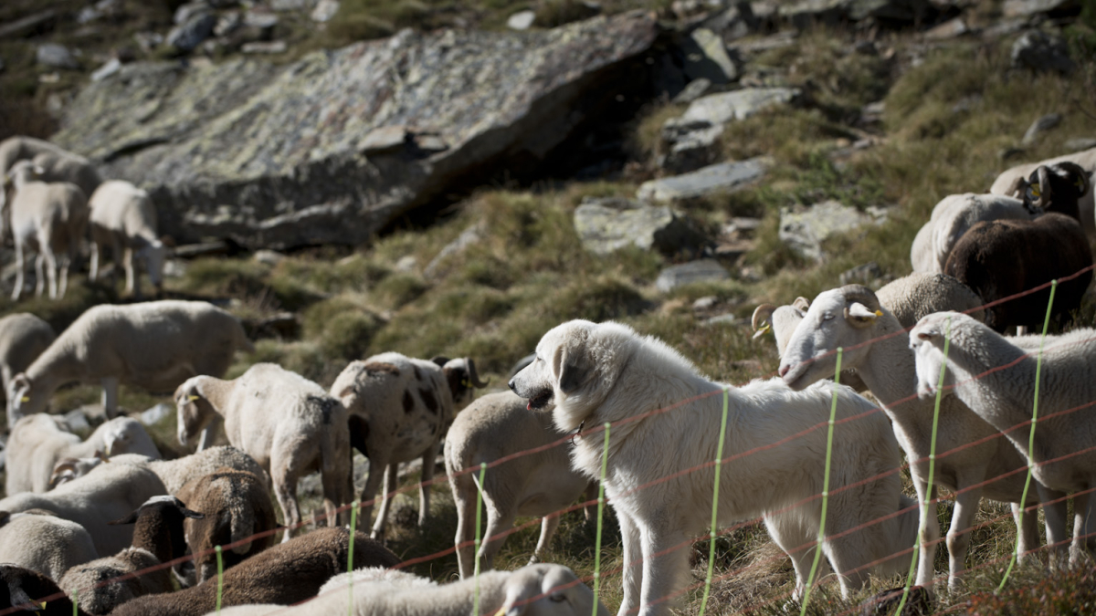 Reagrupación de un rebaño en la montaña