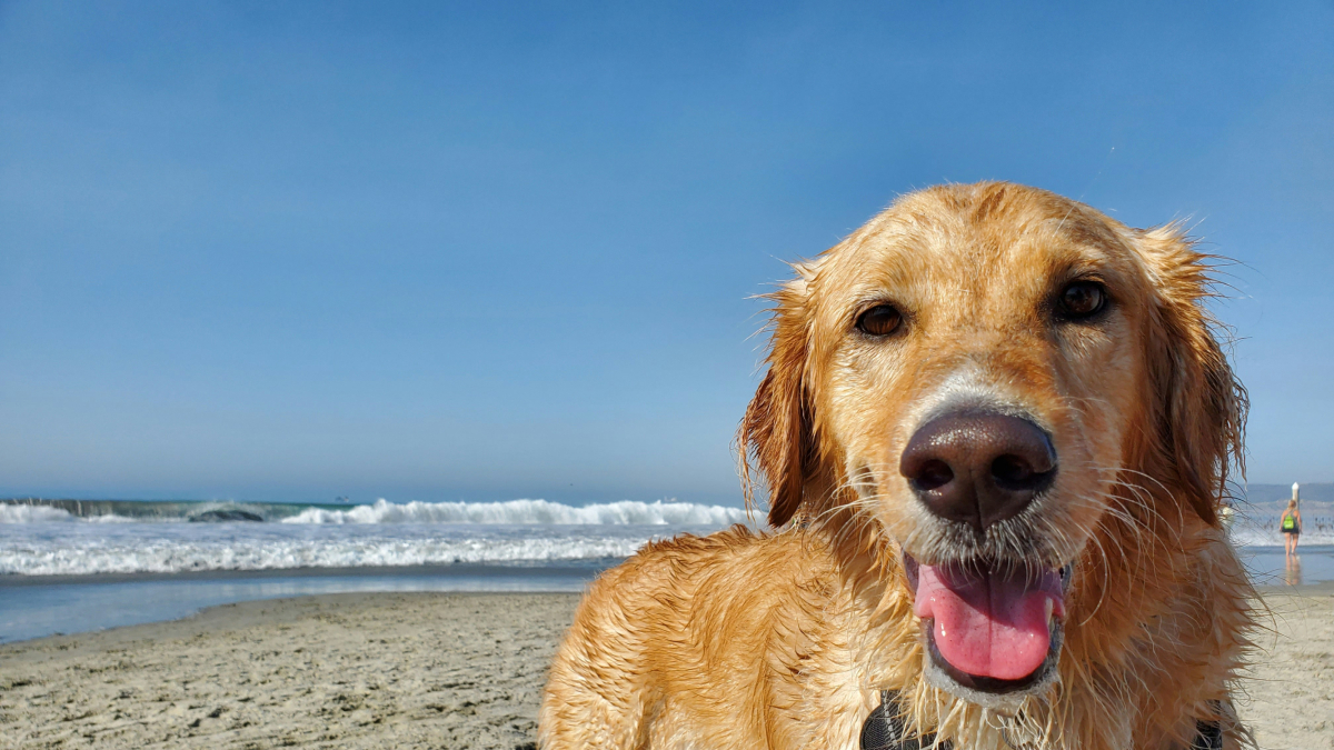 Imagen de archivo de un perro en una playa.
