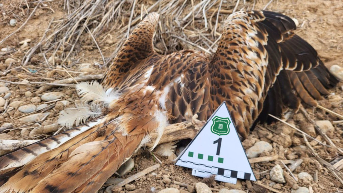 Un exemplar de milà reial mort