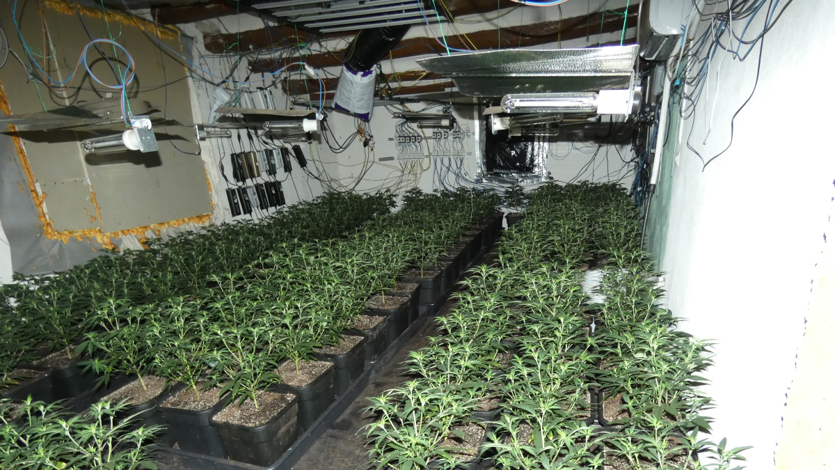 La plantación de marihuana.