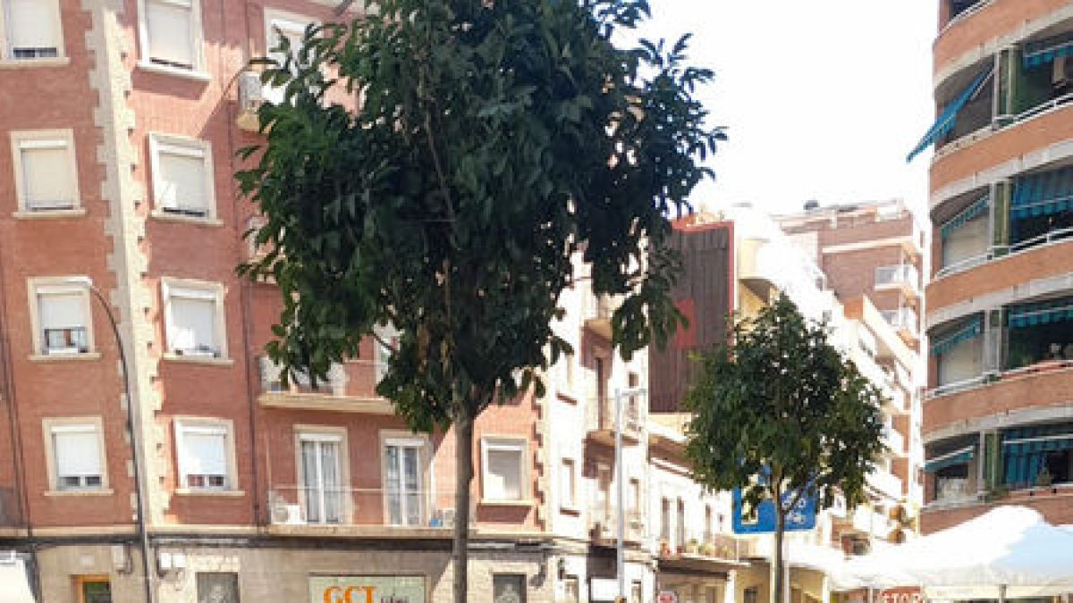 Els arbres plantats en forats on hi havia contenidors. - AJUNTAMENT DE LLEIDA