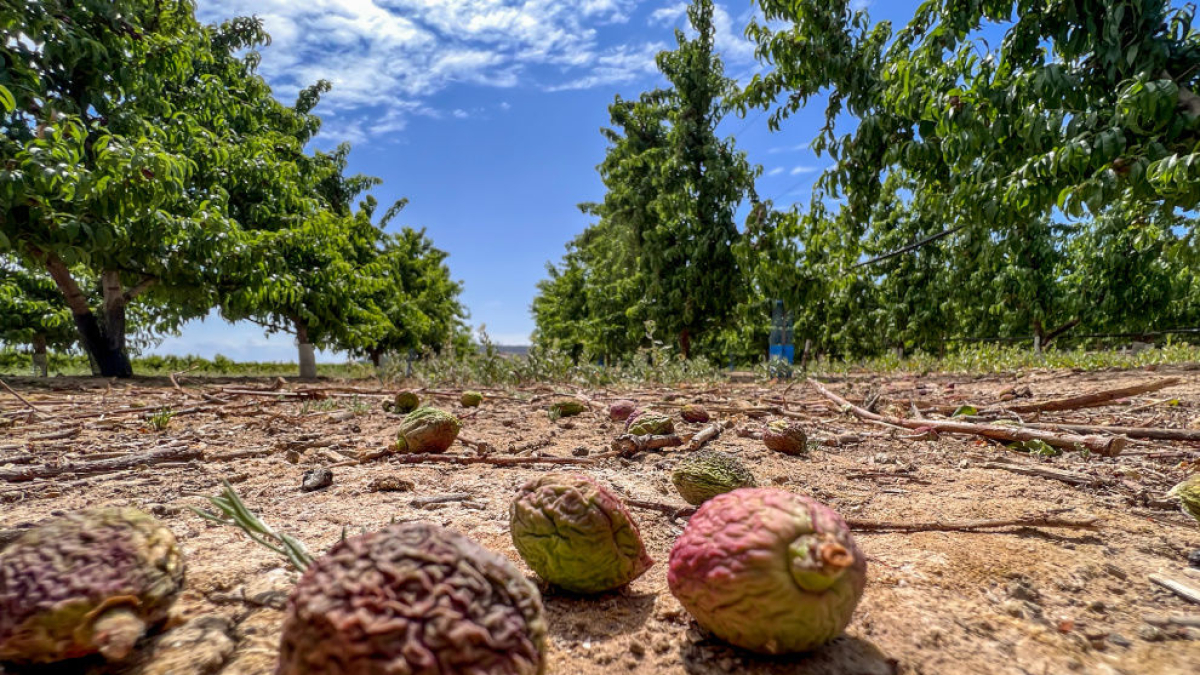 Efectes de la sequera de l’any passat en un camp de fruiters. - SEGRE